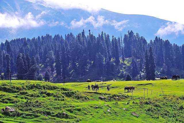 Kashmir meadow and pine forest — Kashmir Short Escape