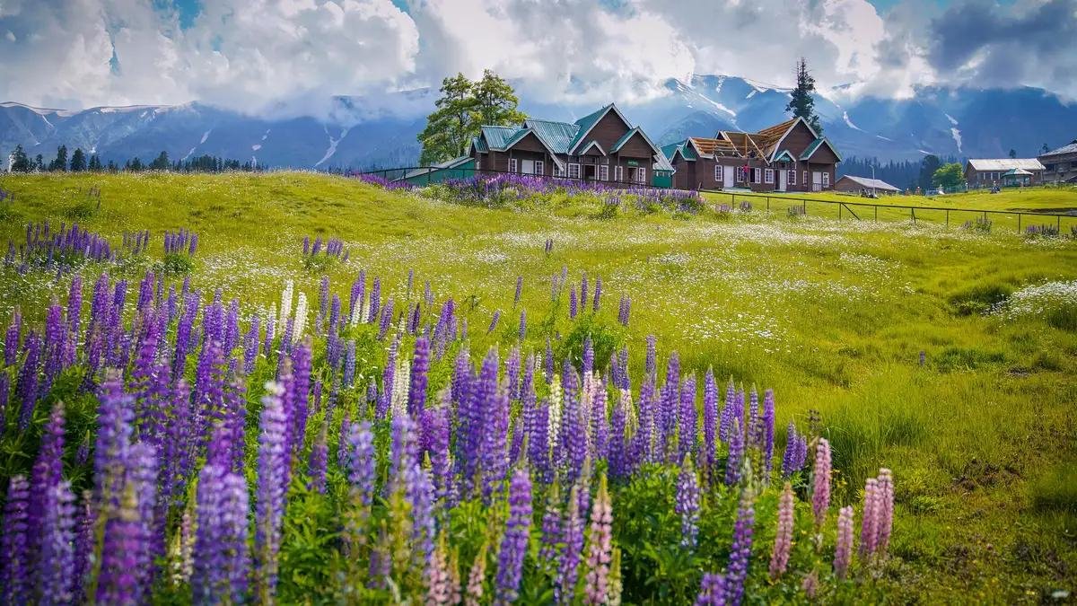 Gulmarg meadow in bloom — Kashmir Short Escape