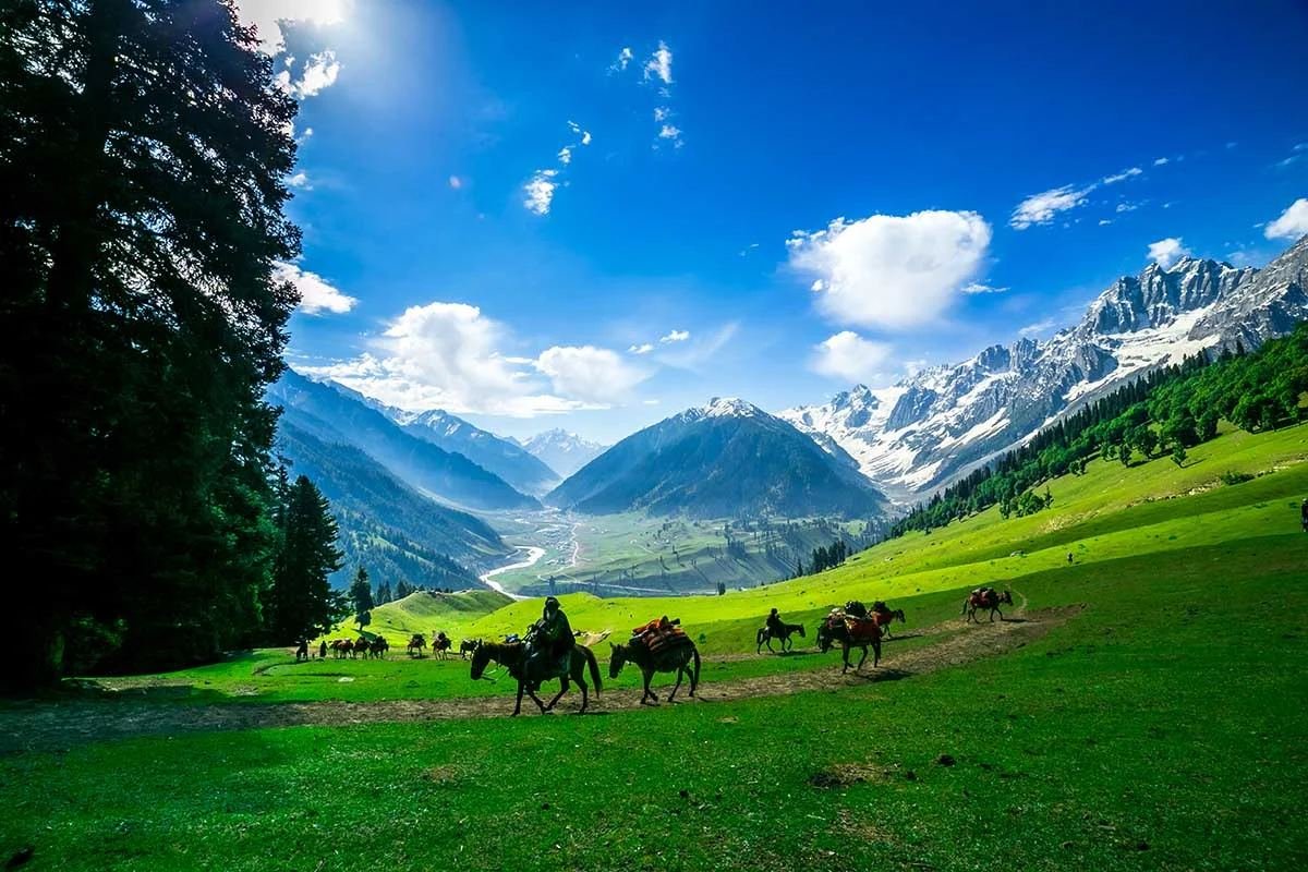 Horses crossing a green meadow below snow peaks in Kashmir