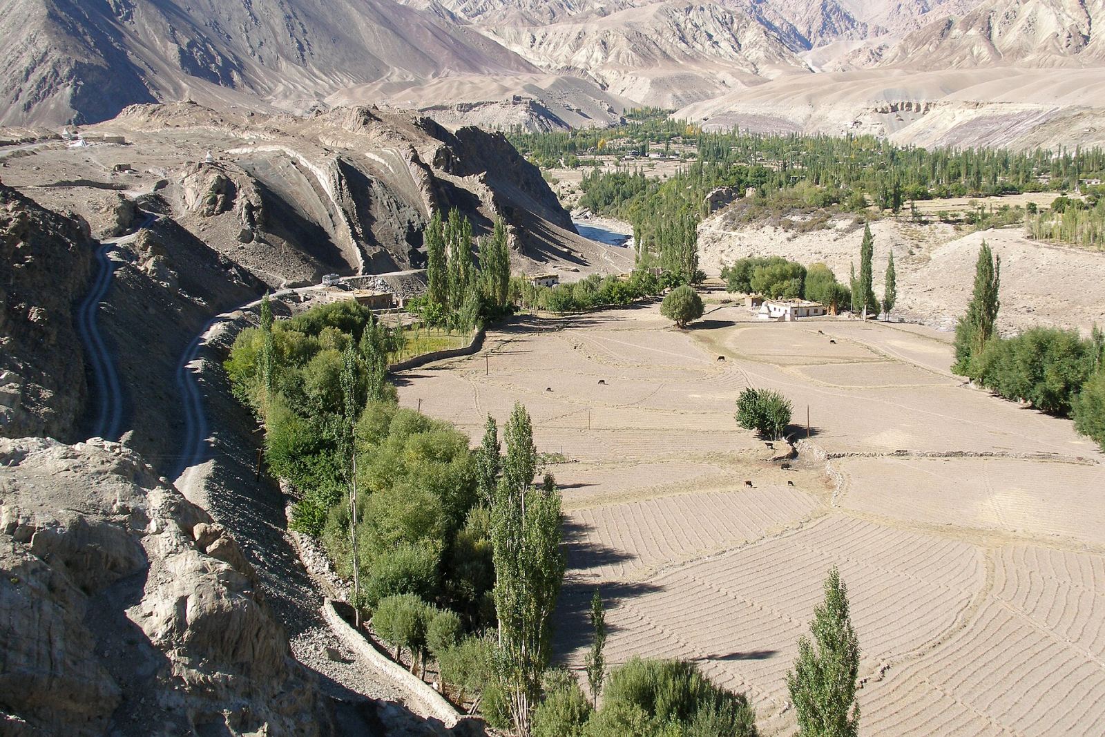 Alchi village and fields beside the Indus