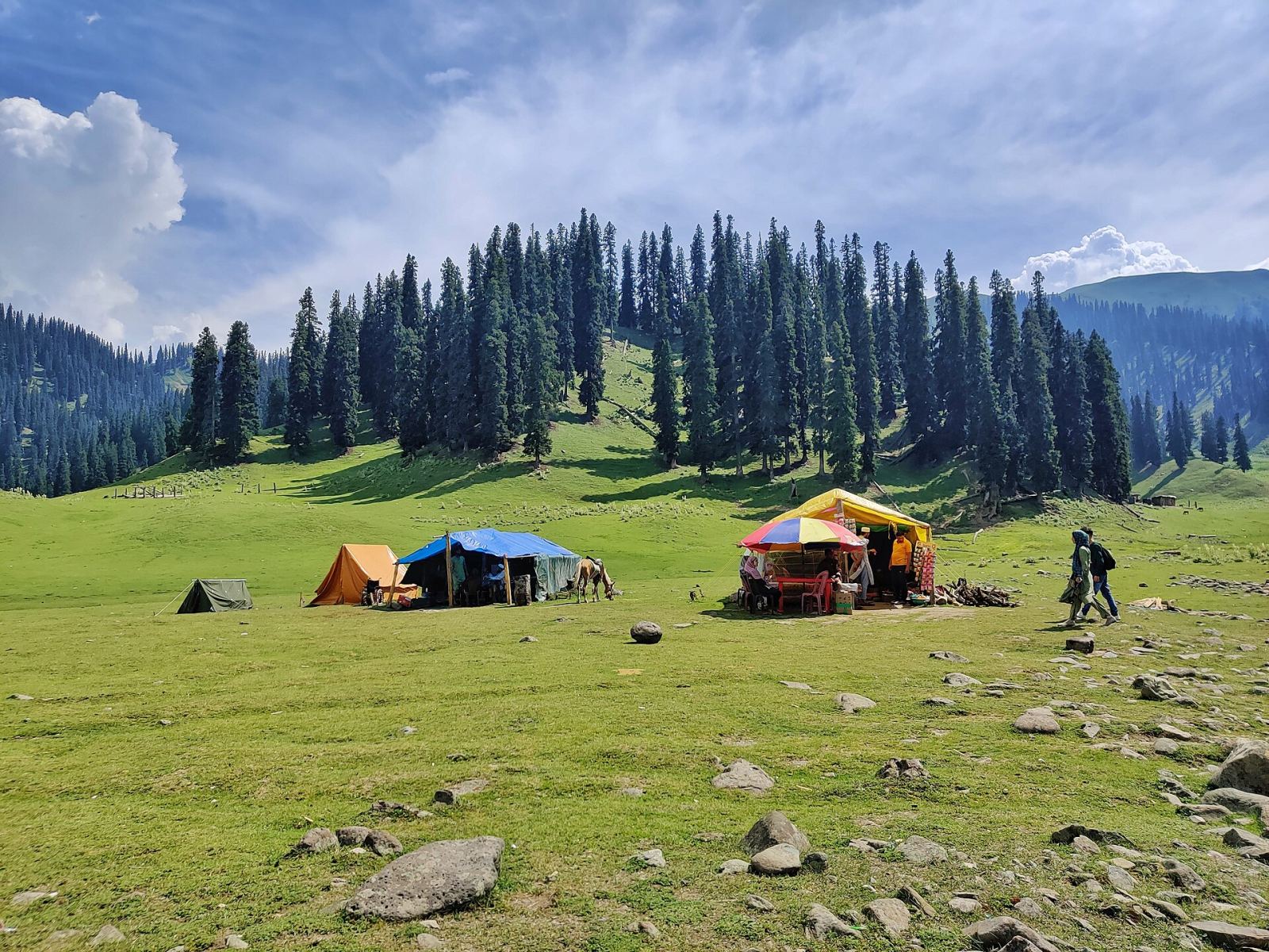 Meadow and pine forest in Bangus Valley
