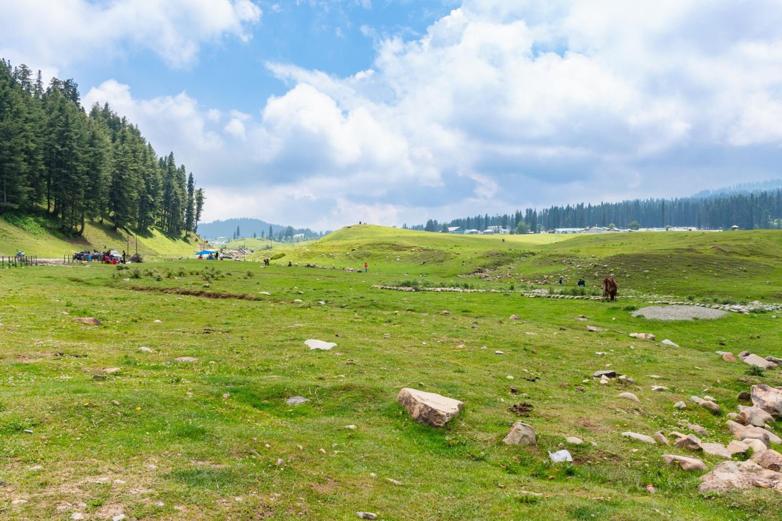 Rolling green meadow and pine forest at Doodhpathri