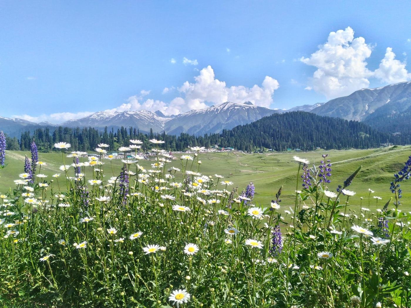 Wildflowers in the Gulmarg meadow