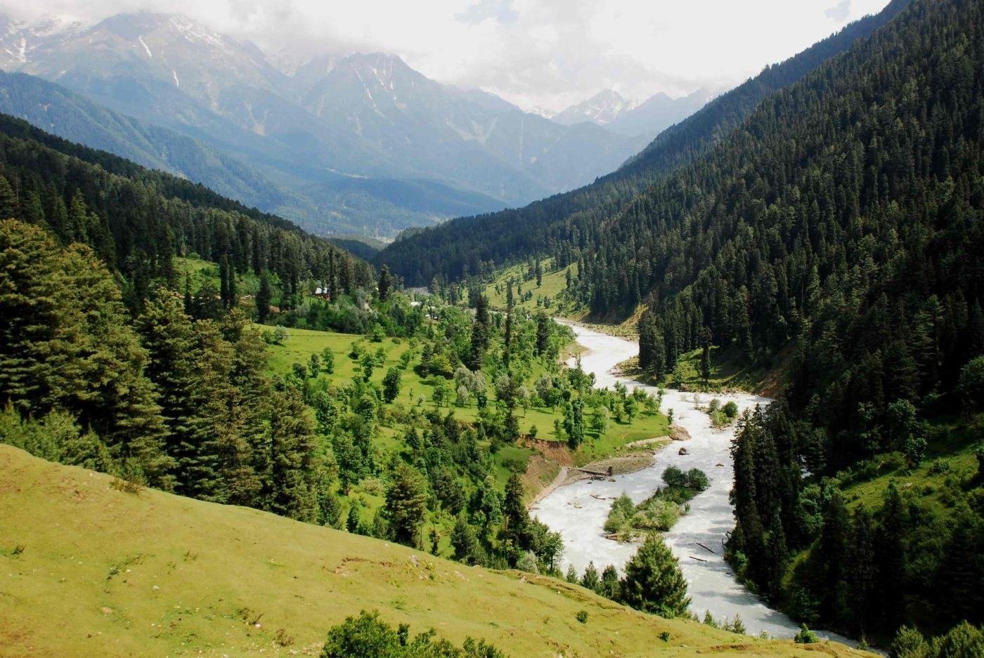 Forested valley near Pahalgam